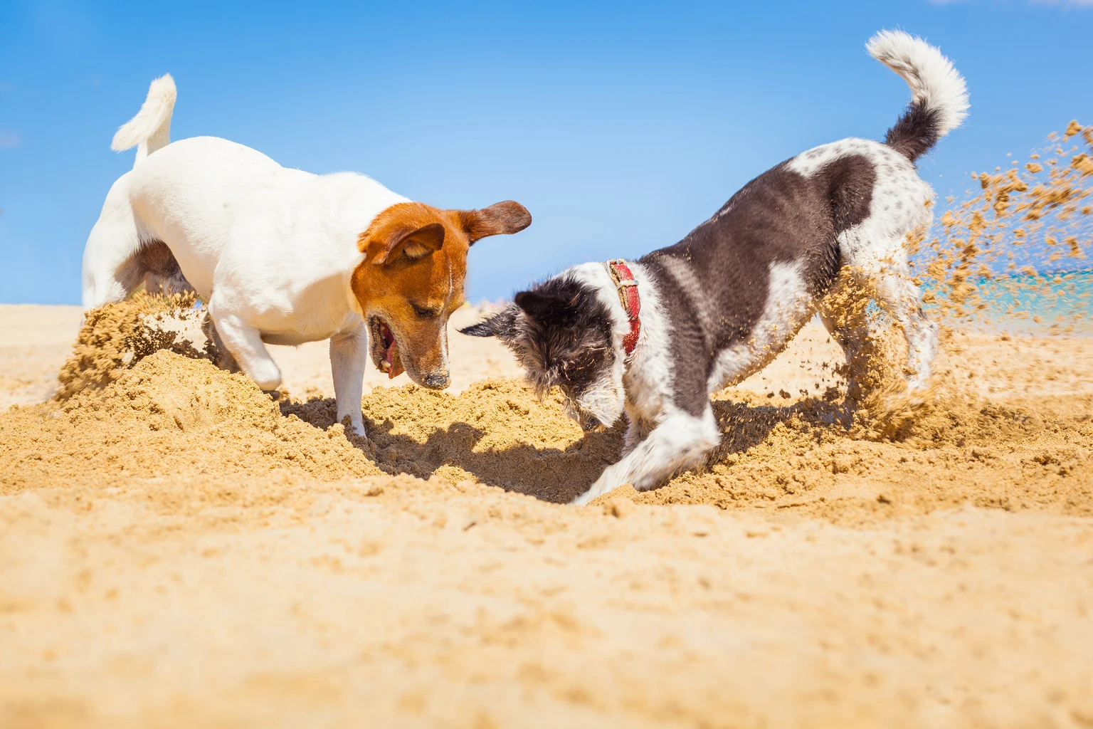 18 Ideal 'Safer' Buyable July Dogs Emerge After 10 Years Of Digging