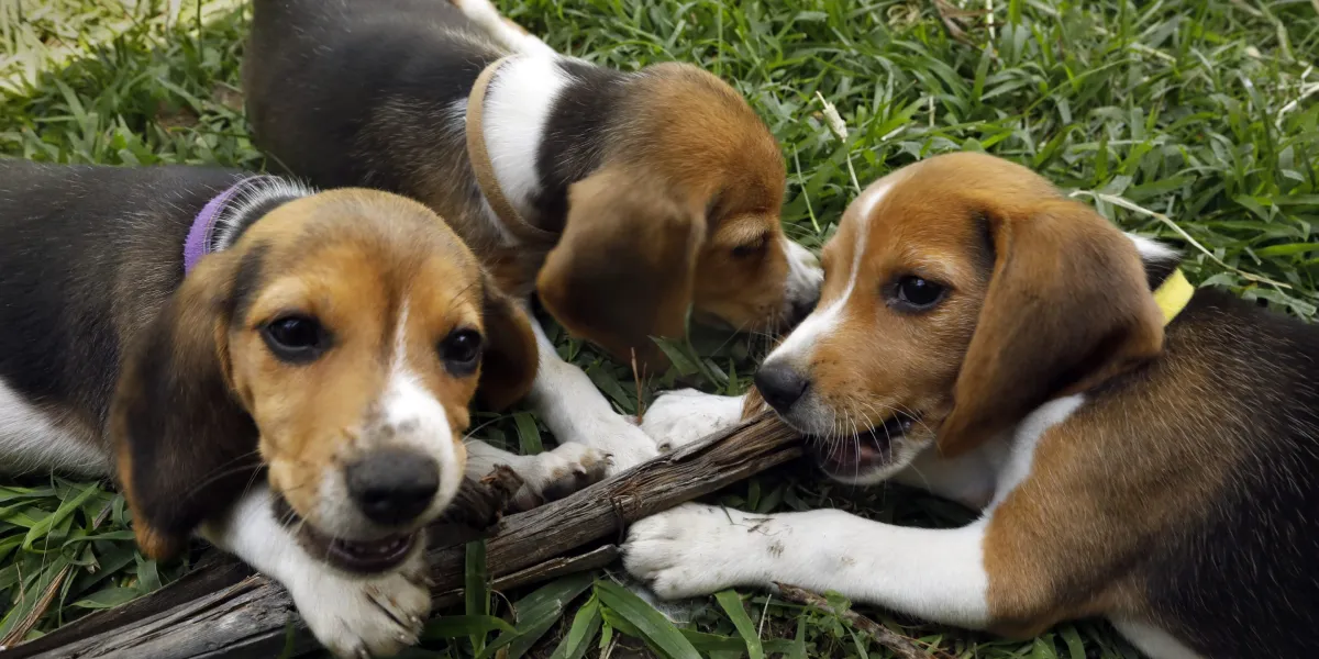 Beagle breeding farm to shutter for good after rescue group buys nearly 1,500 dogs following violent protests where cops teared gassed activists