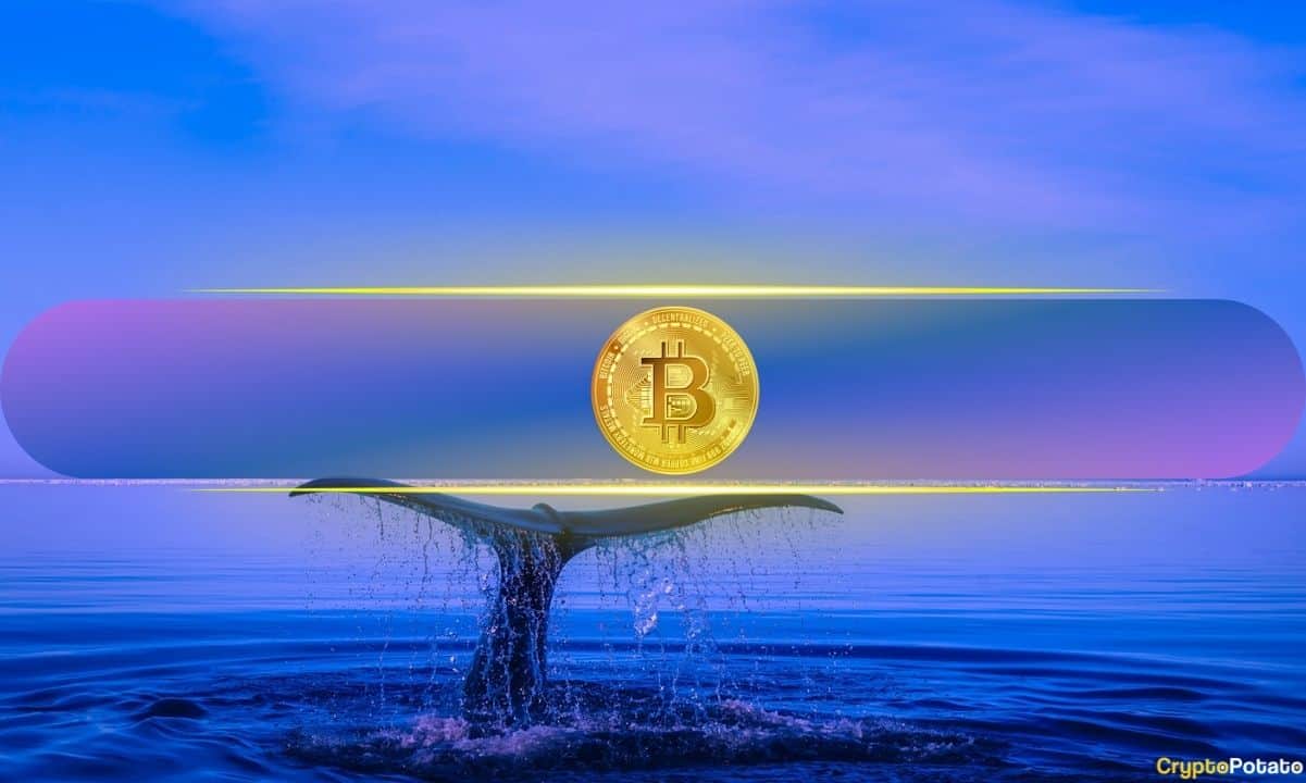 Bitcoin Dips Below $64K Again: Here’s How Whales Reacted