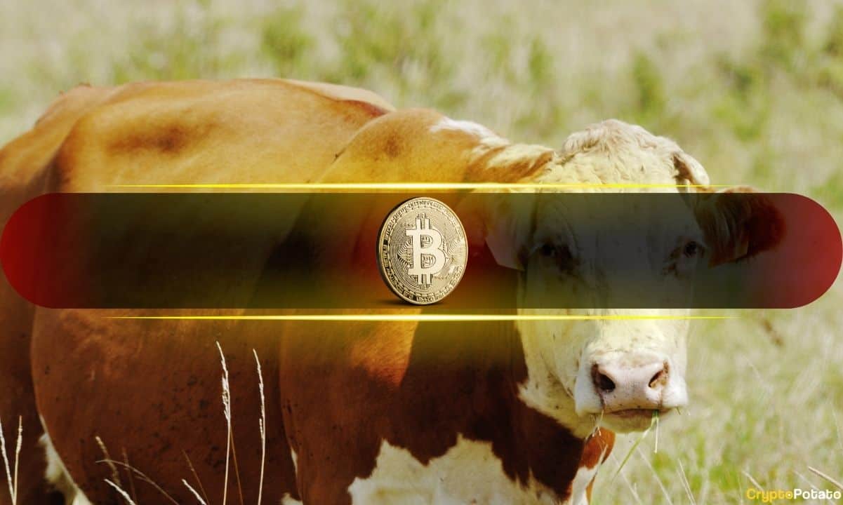 Bitwise CIO Predicts the Biggest Crypto Bull Market Yet – These 2 Investments Could Lead It