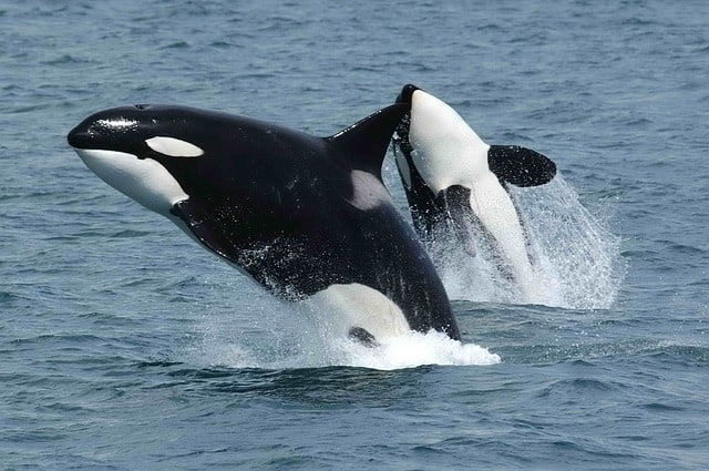 BTC, ETH, XRP Whales Step Up Accumulation as CryptoQuant Sees the Bear Market Nearing Its End