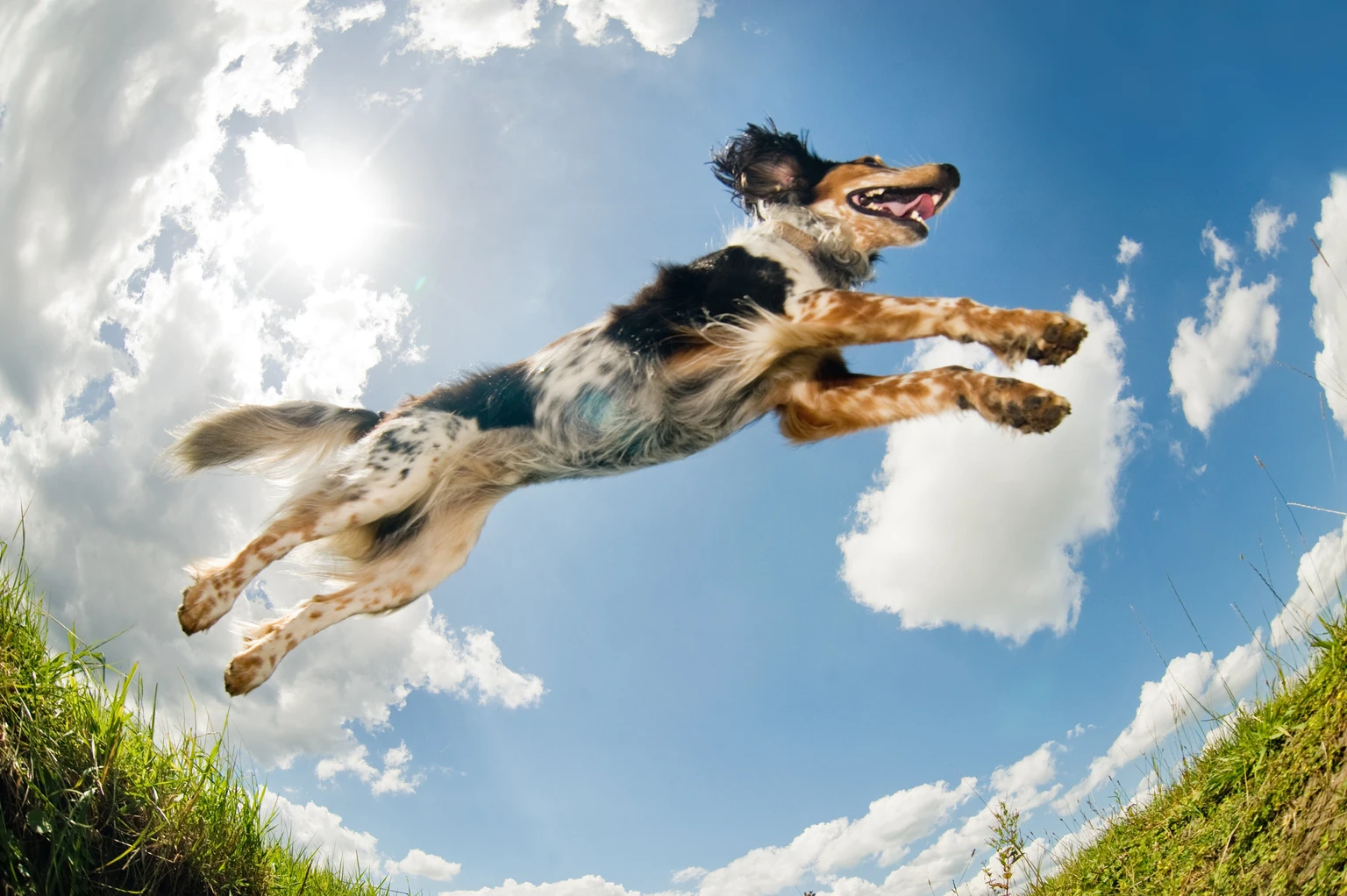 Buy 23 July Lo-Price Hi-Growth Dividend Dogs Out Of 46