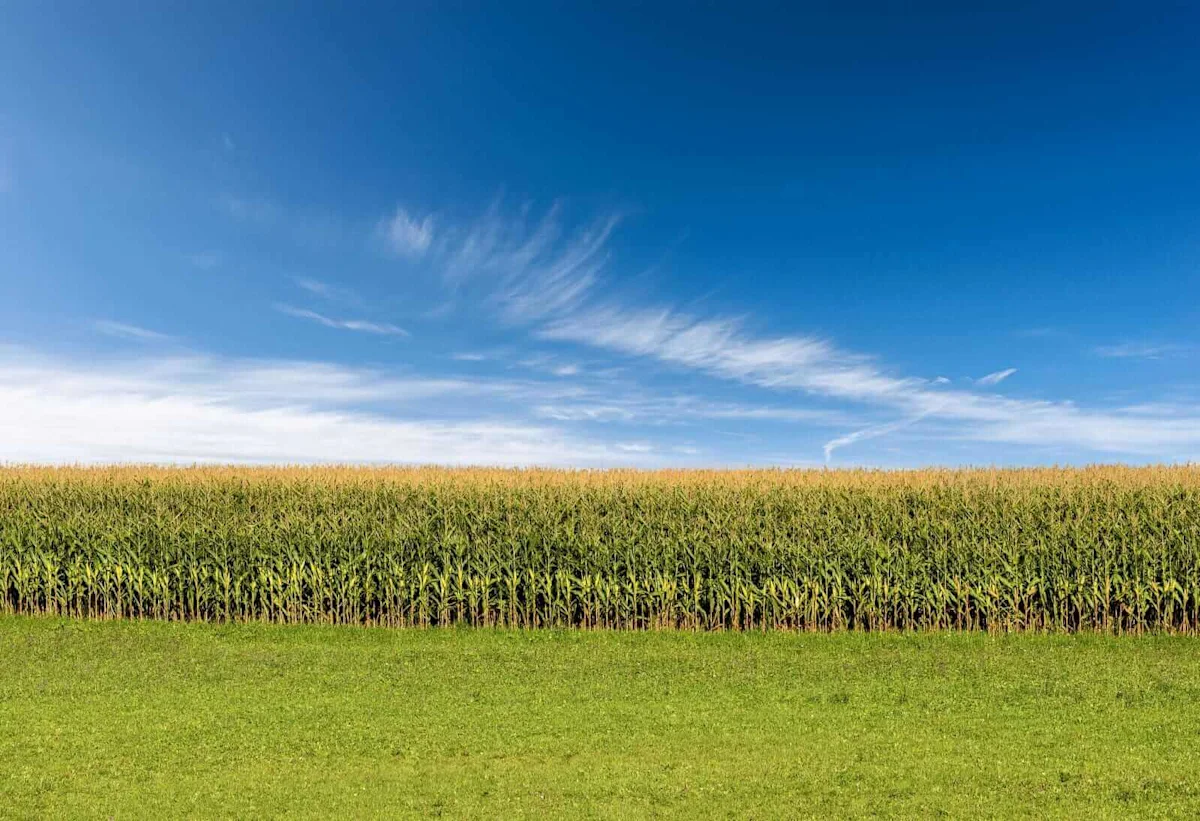 Corn Fading Early Gains for Midday Tuesday Weakness