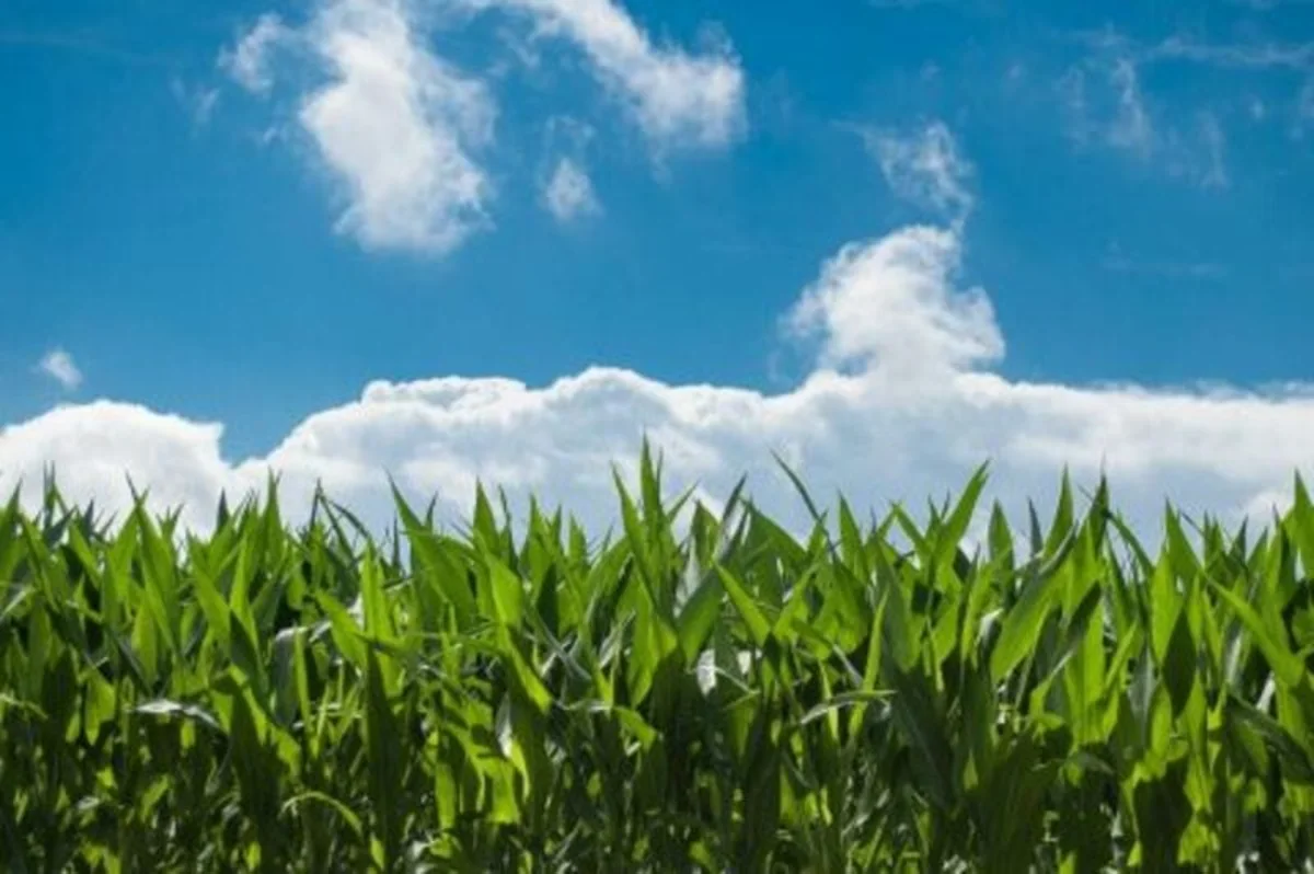 Corn Rallies on Monday
