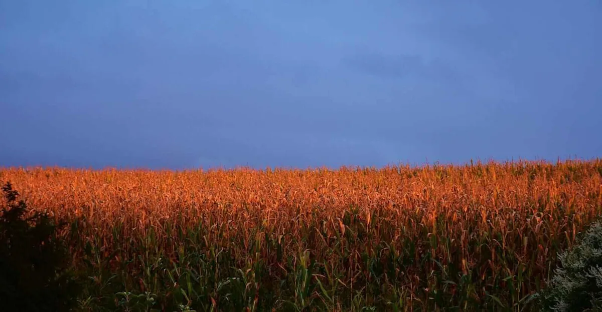 Corn Slipping Lower on Tuesday Morning, as Crop Ratings Improve