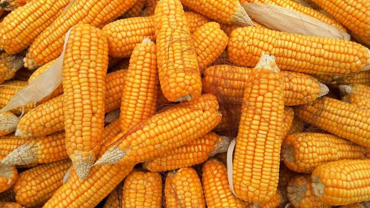 Corn Starts the Week with Strength