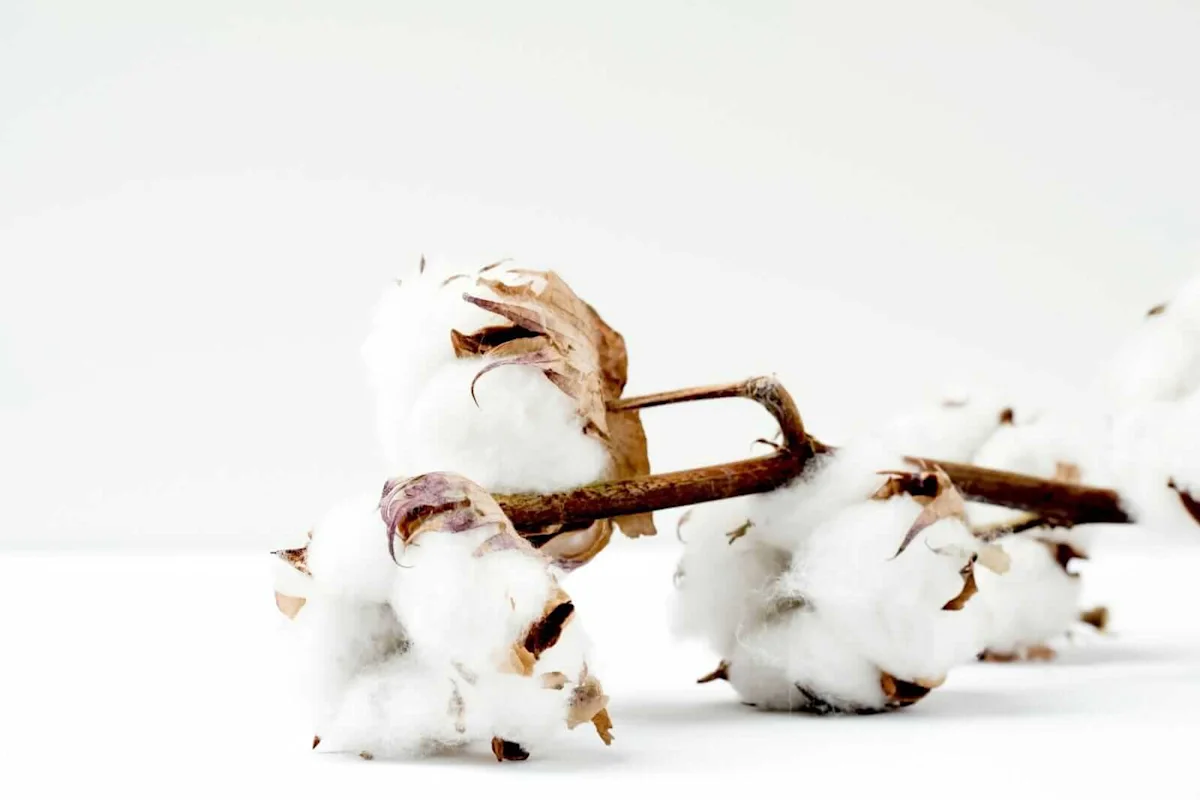 Cotton Holding Higher at Midday