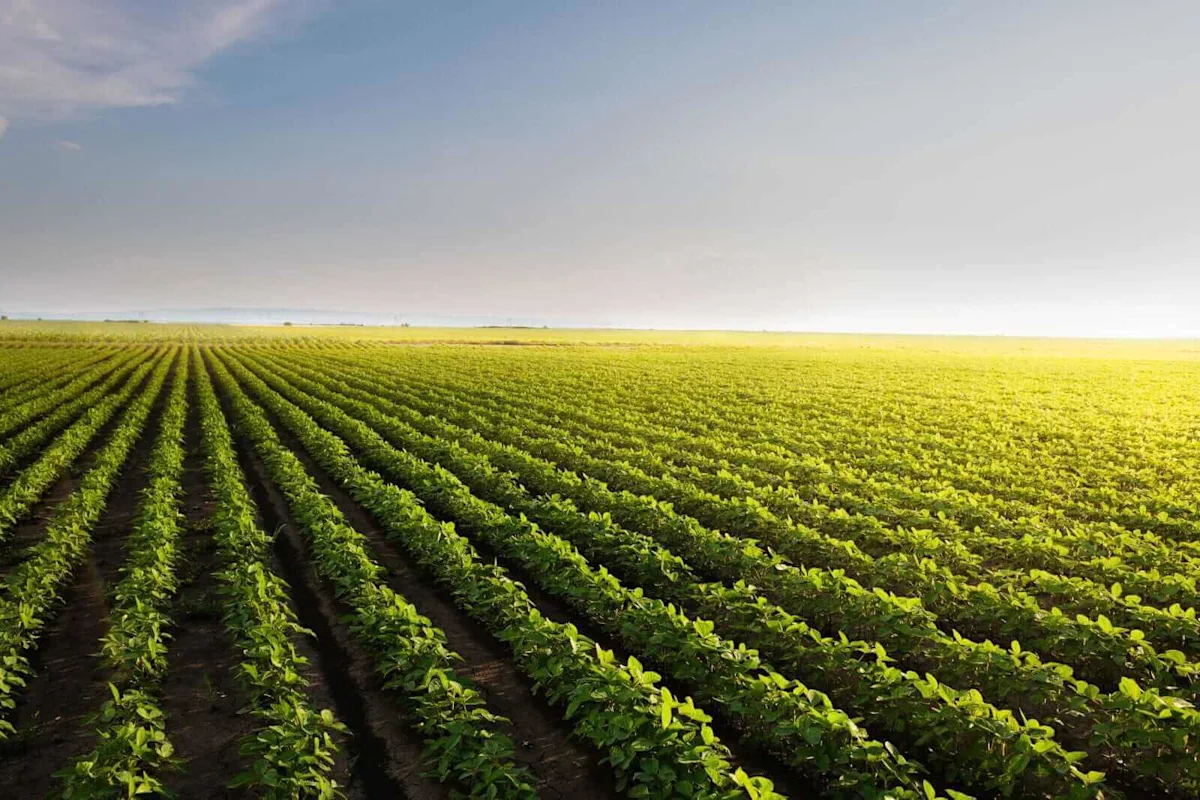 Everyone Loves November Soybeans Right Now. History Doesn't!