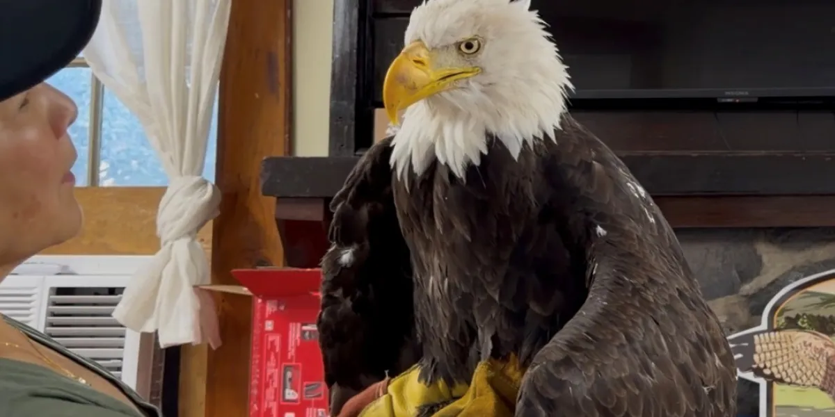 Jackie the Bald Eagle, social media star of California for a decade, leaves ‘heartbroken’ fans behind with her death