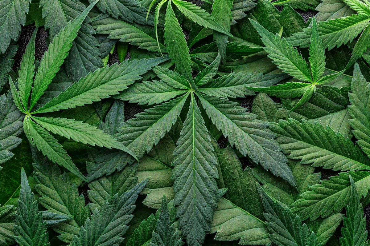Major cannabis company closes 2 facilities, cuts 211 jobs