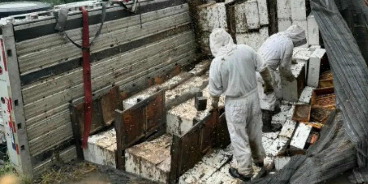 Millions of honeybees invade Texas neighborhood after truck carrying 400 beehives tipped over