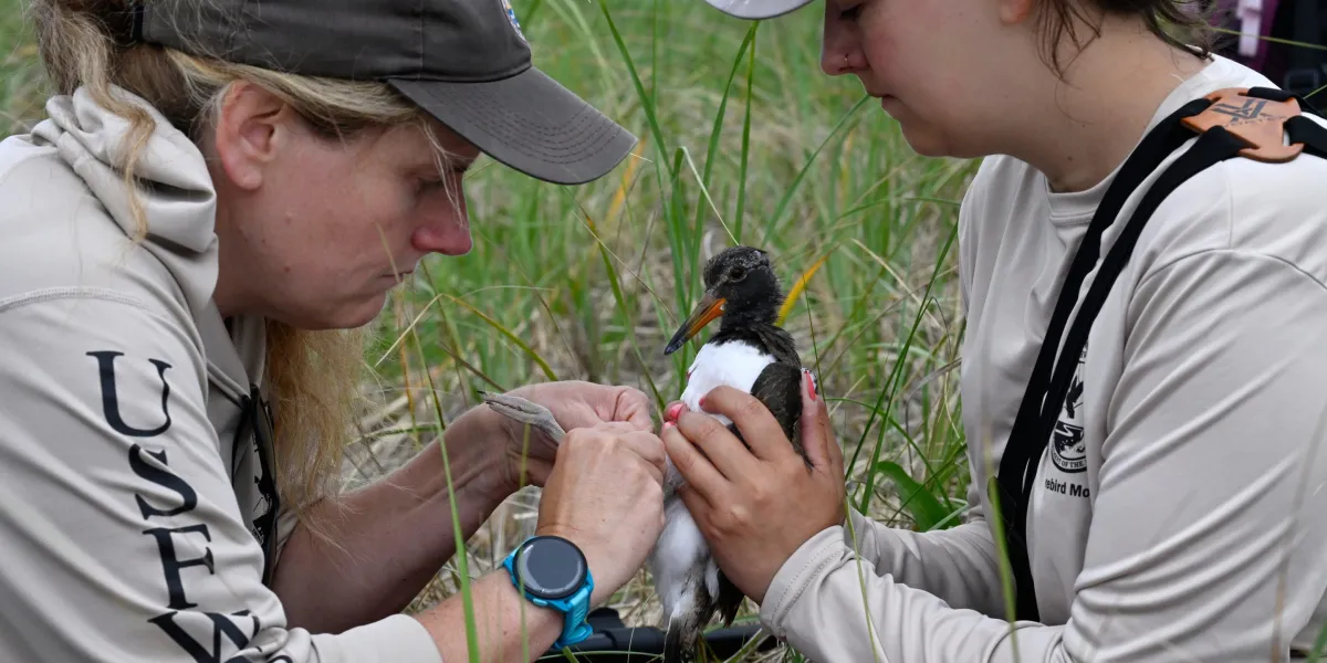 Over $10 million, 35 coastal organizations, and 16 states led to a comeback of the Oystercatcher bird population