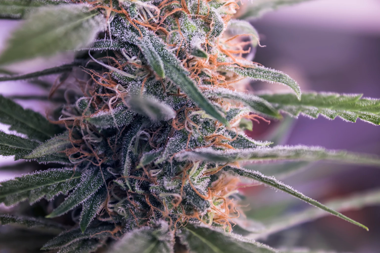 Sanity Group Acquisition Boosts Organigram's Quarterly Revenue