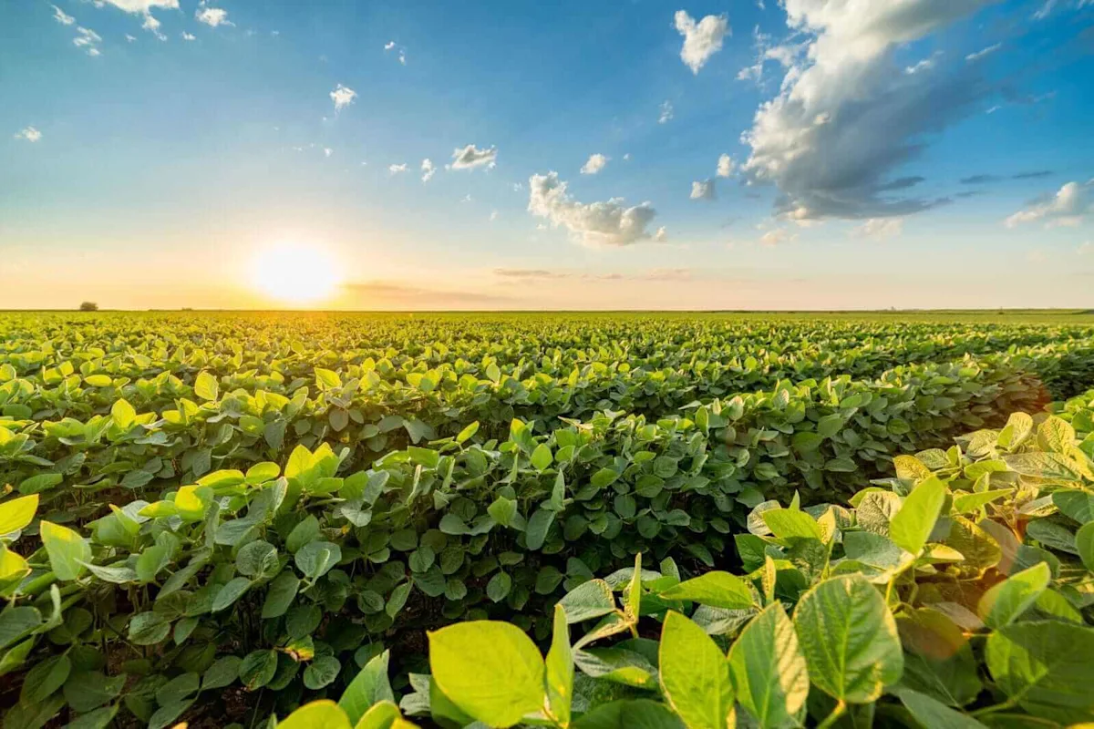 Soybeans Correct Lower on Thursday Ahead of Friday USDA Reports