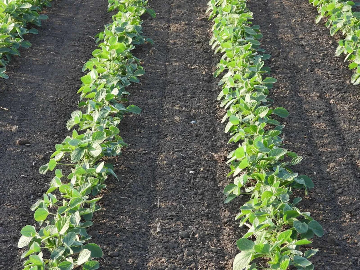 Soybeans Showing Monday AM Gains