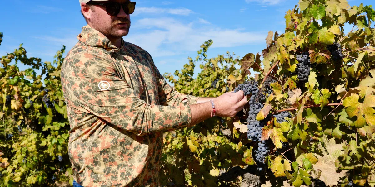 ‘The kids just aren’t drinking as much’: California’s wine country is drowning in unwanted grapes