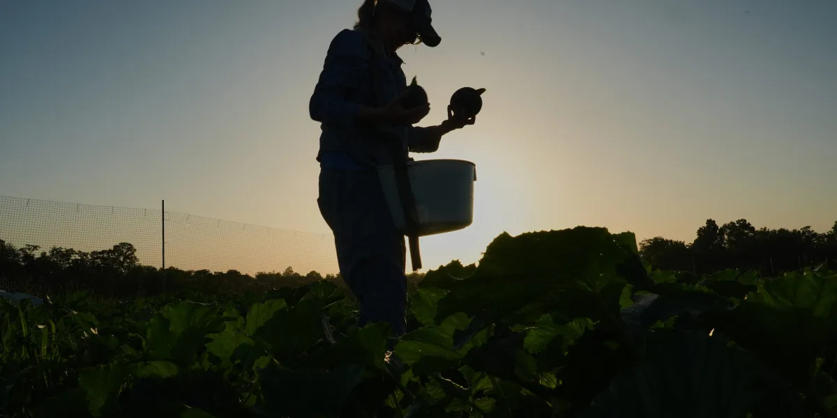 ‘They’re not freak occurrences’: Farmers grapple with protecting crops as heat waves and extreme weather become more frequent