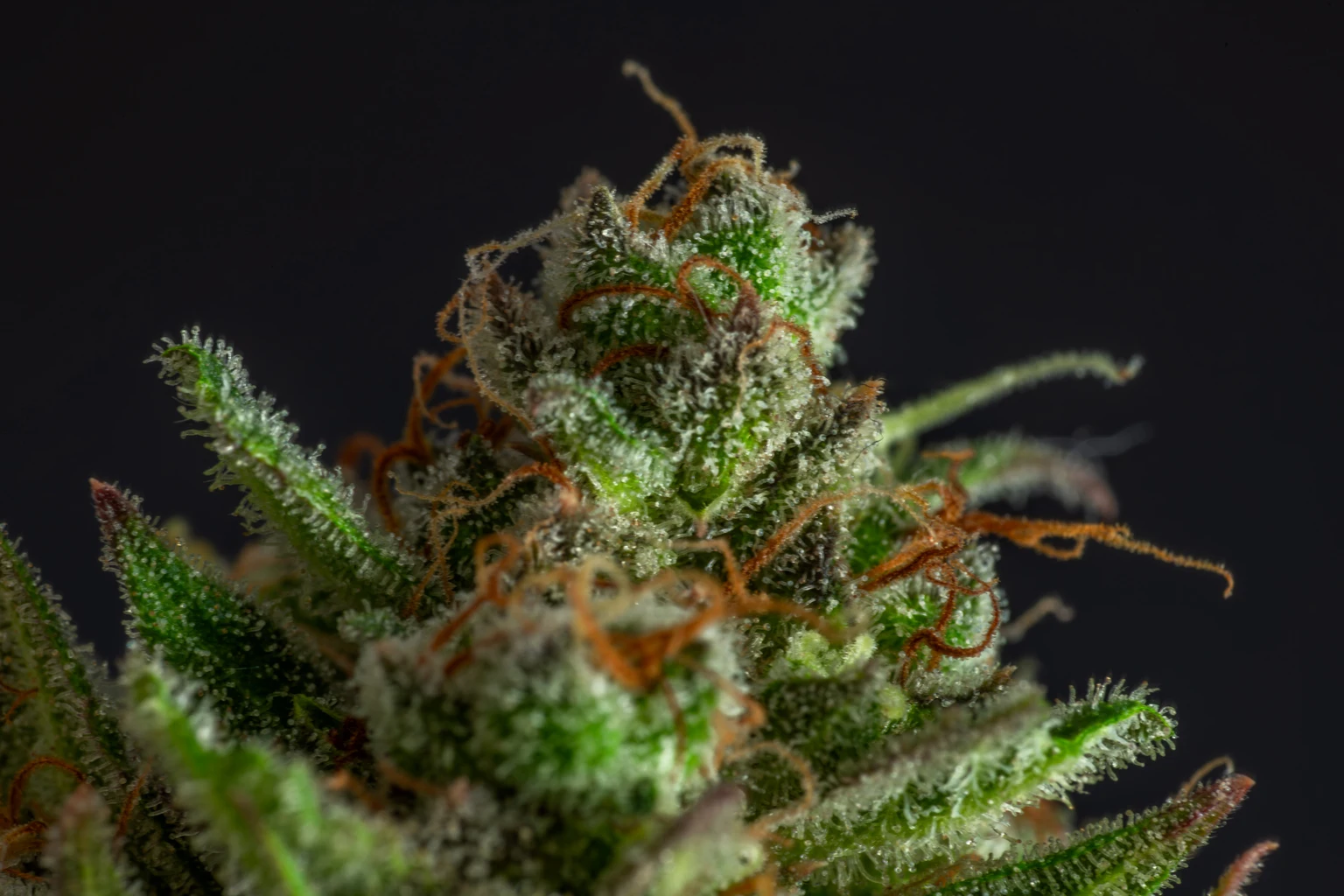 Tilray May Benefit From Rescheduling Of Cannabis In The US