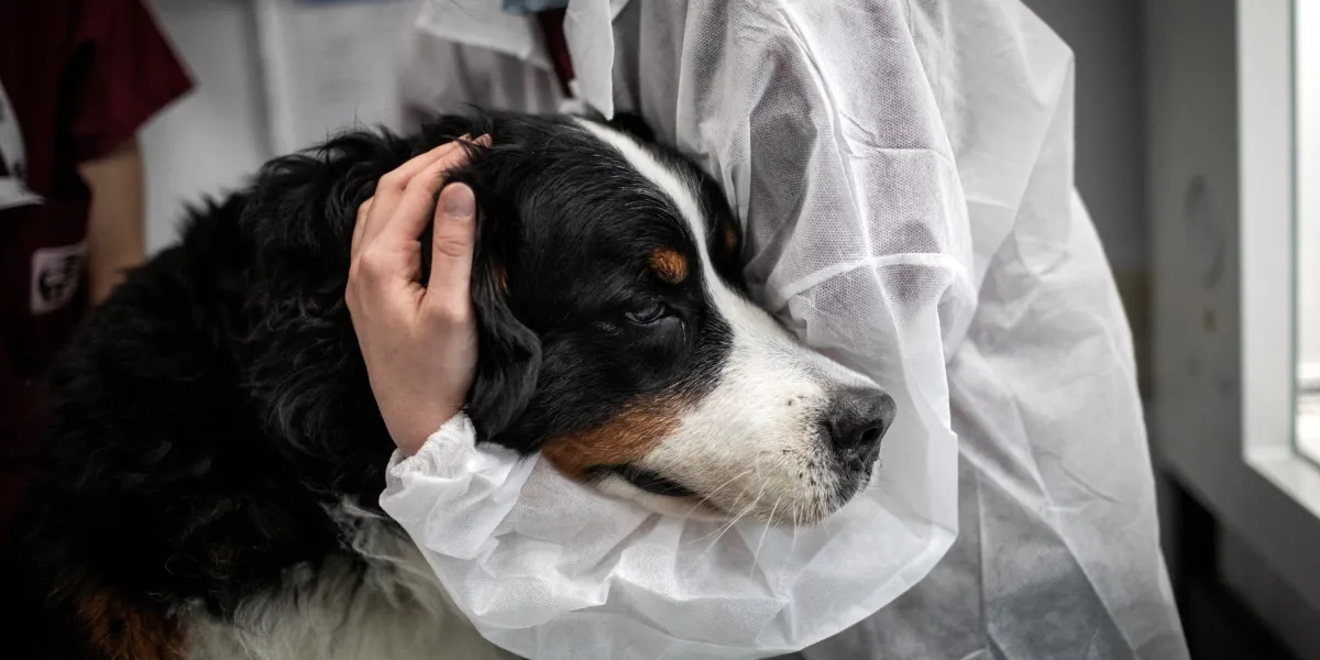 Vets issue urgent warning to pet owners as flesh-eating screwworm spreads through Texas and New Mexico