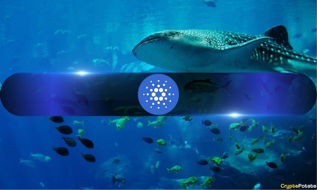 Whales Keep Loading Up on Cardano While Retail Dumps ADA