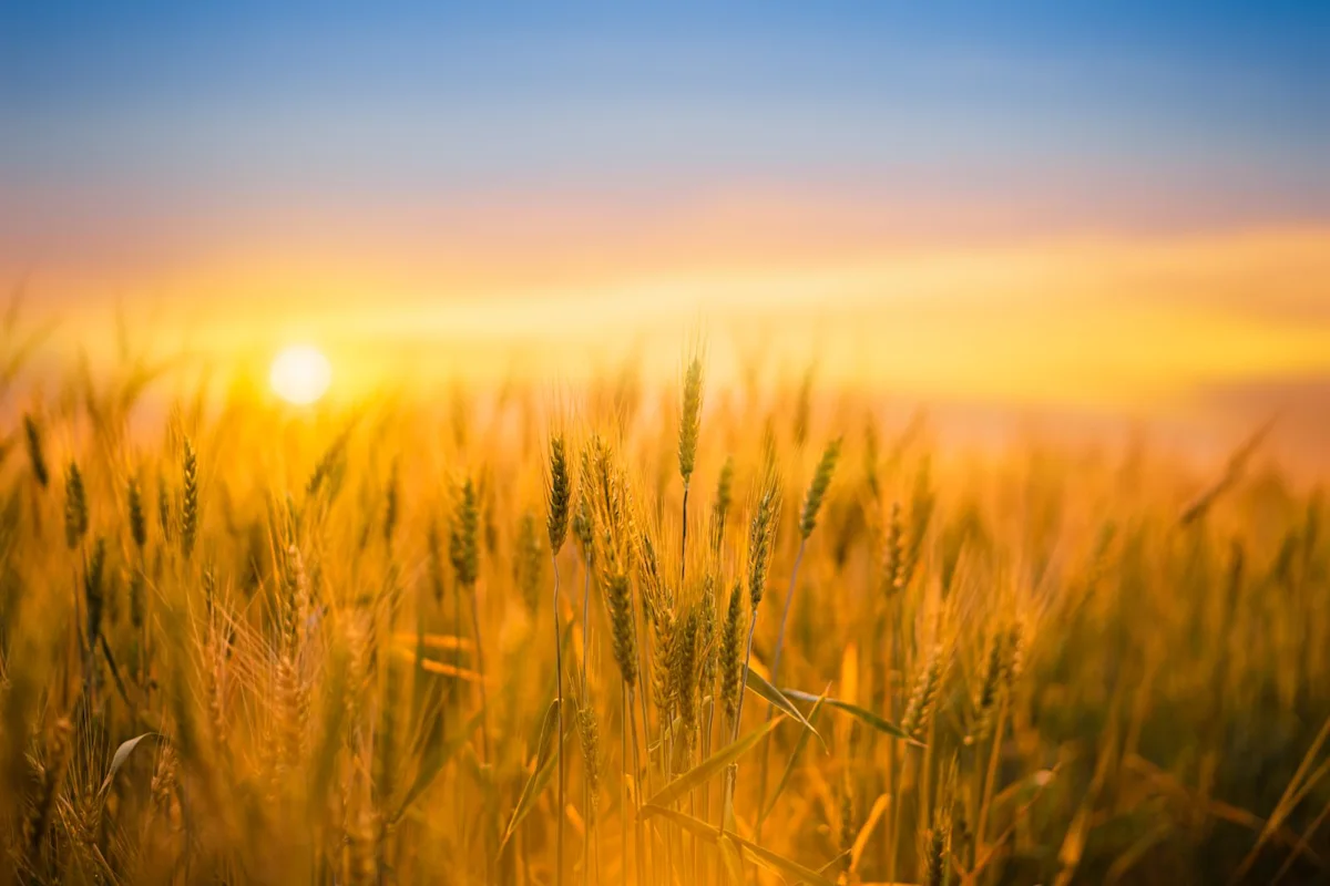 Wheat Pulls Off Early Friday Lows, Still See Pressure to Close the Week