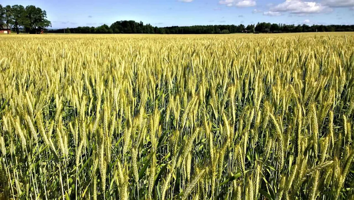 Wheat Showing Slight Losses Early on Thursday