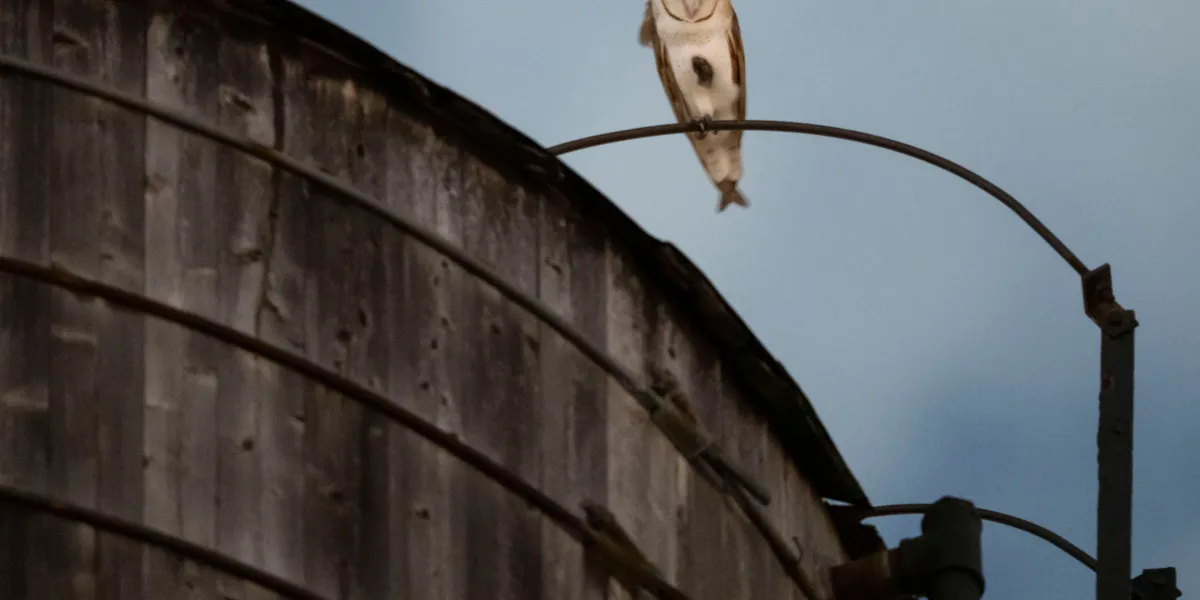 Who’s there? A rare family of barn owls takes over a water tower in Manhattan’s Upper West Side